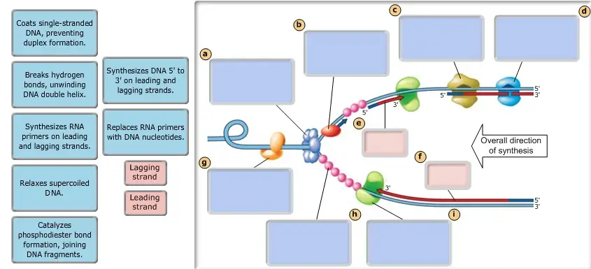 The diagram below shows a bacterial replication fork and its
principal proteins. Drag the labels to their appropriate locations
in the diagram to describe the name or function of each structure.
Use pink labels for the pink targets and blue labels for the blue
targets.
The diagram below shows a bacterial replication fork and its principal proteins. Drag the labels to their appropriate locations in the diagram to describe the name or function of each structure. Use pink labels for the pink targets and blue labels for the blue targets.