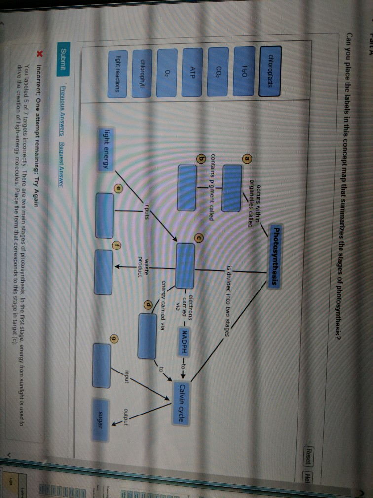 Can you place the labels in this concept map that summarizes the stages of photosynthesis? Photosynthesis chloroplasts occurs within organell H20 is divided into two stages CO2 contains pigment called electrons ATP carried- NADPH-to-Calvin cycle via 02 energy carried via to product chlorophyl input output light energy Submit incorrect; One attempt remaining: Try Again You labeled 5 of 7 drive the creation of high-energy molecules. Place the term that corresponds to this stage in target (c) argets incorrectly. There are two main stages of photosynthesis. In the first stage, energy from sunlight is used to