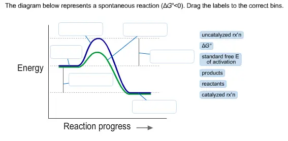 The diagram below represents a spontaneous response (deltaG level < 0). Drag the labels to the correct bins. uncatalyzed rxn Delta G degree standard free E of activation products reactants catalyzed rx?n