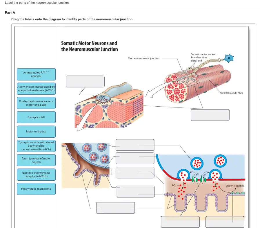 Label the parts of the neuromuscular junction. Drag the labels onto the diagram to identify parts of the neuromuscular junction.