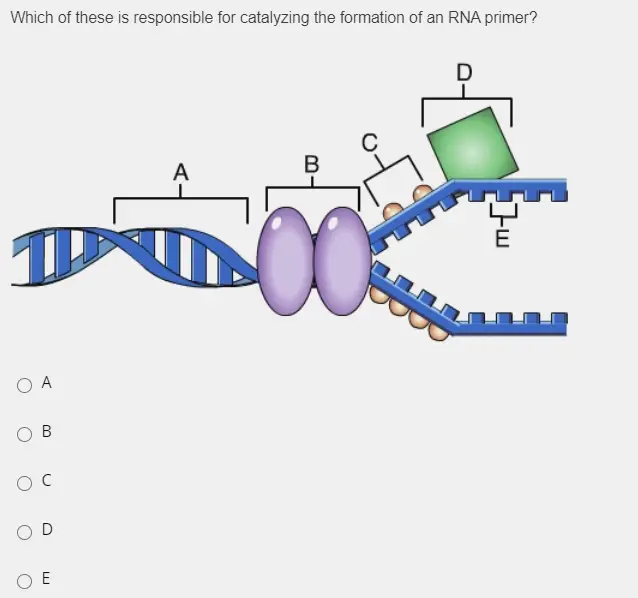 Which of these is responsible for catalyzing the formation of an RNA primer? D A B OA B ОС D Ο Ε