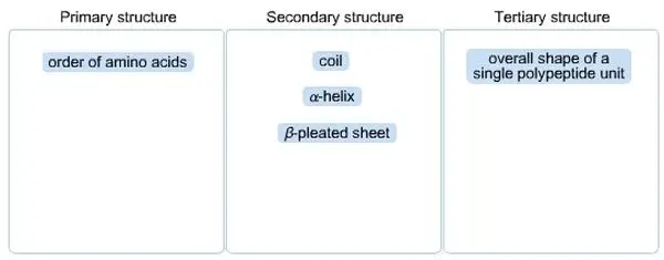 Classify these examples according to the level of protein structure they describe. Primary structure Secondary structure Tertiary structure order of amino acids coil alpha-helix beta-pleated sheet overall shape of a single polypeptide unit