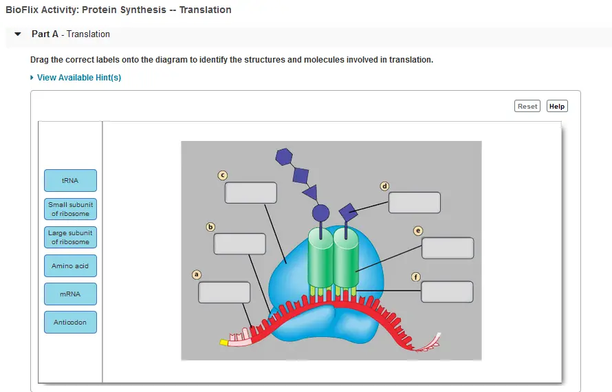 Microbiology

BioFlix Activity: Protein Synthesis -Translation Part A - Translation Drag the correct labels onto the diagram to identify the structures and molecules involved in translation. View Available Hints) ResetHelp RNA Small subunit of ribosome Large subunit of ribosome Amino acid mRNA Anticodon