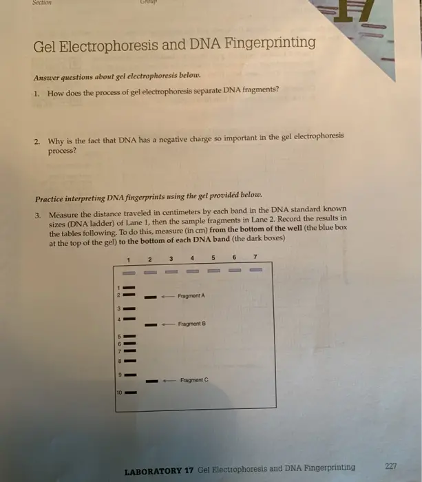 Gel Electrophoresis and DNA Fingerprinting Answer questions about gel electrophoresis below. 1. How does the process of gel electrophoresis separate DNA fragments? 2. Why is the fact that DNA has a negative charge so important in the gel electrophoresis process? Practice interpreting DNA fingerprints using the gel provided below. 3. Measure the distance traveled in centimeters by each band in the DNA standard known sizes (DNA ladder) of Lane 1, then the sample fragments in Lane 2. Record the results in the tables following. To do this, measure (in cm) from the bottom of the well (the blue box at the top of the gel) to the bottom of each DNA band (the dark boxes) 1 2 3 4 5 6 7 Fragment Fragment B Fragment LABORATORY 17 Gel Electrophoresis and DNA Fingerprinting 
3 Fragment Molecular Weight (kb) 1 10 2 8 4 2 5 15 6 125 7 1 8 0.75 9 0.5 10 0.25 Distance Travelled (cm) DEC Plot the distance traveled on the x-axis and the molecular weight on the y-axis of the graph You can either Use MS Excel to create a log graph with a best-fit line or trendline. Please print your log graph and attach to the lab review sheet. Watch this video if you need help. https://youtu.be/_S75X4FsCOA O, use the log graph below and a ruler to manually create a best- fit line. (For an example of best-fit line graph, see Figure 10.3, p. 124) Distance and molecular weight of DNA fragments Did you Plotal data points? Use a ruler to draw an angled in that This line will be used to imale sue of unknown DNA Molecular weight loss Distance b e lom) LABORATORY 17 Gel Electrophoresis and DNA Fingerprinting 
We were unable to transcribe this image
17/ Practice Creating and Interpreting DNA Fingerprints 7. Refer to the sample DNA restriction creme fragment table in Lab 16 Review Sheet (p. 219). The fragments are listed largest to smallest. You are not plotting the entire pieces of DNA with restriction cut sites, merely the fragments after they have been digested. Use your knowledge of DNA electrophoresis and the restriction enzyme fragment size data to recre- ate a visual representation of the DNA fingerprint resulting from the use of each restriction enzyme. To align DNA fragments across each type of enzyme, it may be useful to write the size of each fragment above its band in the gel. EcoRI Hindi BamHI Nool 230 LABORATORY 17 Gel Electrophoresis and DNA Fingerprinting 
8. How many DNA fragments resulted from the use of Hindi? 9. Based on the number of DNA fragments produced by HindIII, how many restriction sites were there? through the gel matrix than 10. The larger fragments move (faster or slower) the smaller fragments. electrode. 11. The smaller fragments move closer to the (positive or negative)