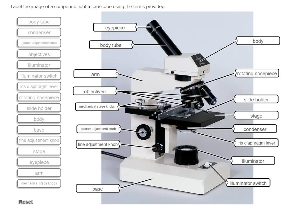 Is this correct??
Label the image of a compound light microscope using the terms provided.