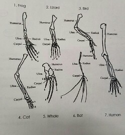 Which of the following organisms share homology in their bone
structure? [1. frog 2. Lizard 3. Bird 4. Cat 5. Whale 6. Bat 7.
Human]
.FrOg 3. Bird Carpal Carpa Cupl 4. Cat . Whale 6. Bat 7.Human