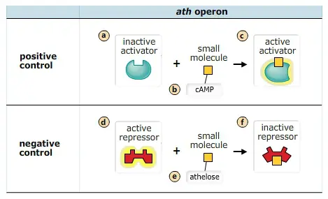 You are studying a bacterium that utilizes a sugar called athelose. This sugar can be used as an energy source when necessary.
Metabolism of athelose is controlled by the ath operon. The genes of the ath operon code for the enzymes necessary to use athelose as an energy source.
You have found the following:
*The genes of the ath operon are expressed only when the concentration of athelose in the bacterium is high.
*When glucose is absent, the bacterium needs to metabolize athelose as an energy source as much as possible.
*The same catabolite activator protein (CAP) involved with the lac operon interacts with the ath operon.
Based on this information, how is the ath operon most likely controlled?
Drag the labels onto the diagram to identify the small molecules and the states of the regulatory proteins. Not all labels will be used.
Positive control a+b+c
Negative control a+b+c
active repressor, inactive repressor, inactive activator,athelose, cAMP, glucose