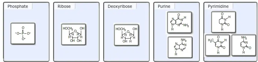 Sort these nucleotide building blocks by their name or
classification.
Sort these nucleotide building blocks by their name or classification.