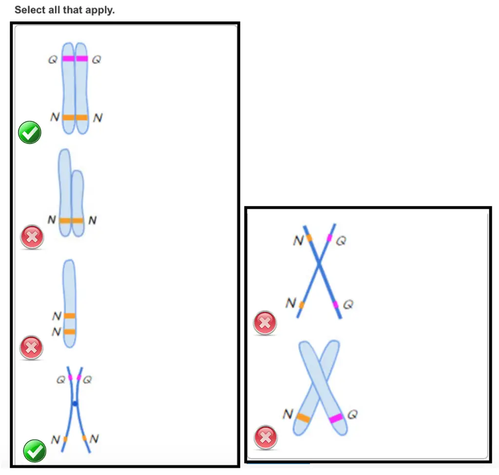 Which of the following student-drawn cell models contain
two chromosomes?