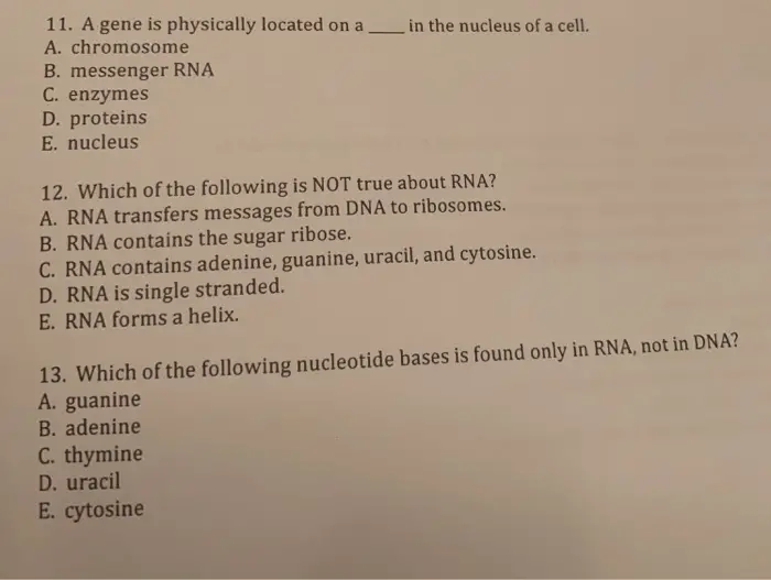 1. Which of the following is NOT true about DNA? A. has a double helix B. bases held together by hydrogen bonds C. bases are complementary to each other D. has a deoxyribose sugar E. contains adenine, guanine, cytosine, and uracil A nlad 
11. A gene is physically located on a ____ in the nucleus of a cell. A. chromosome B. messenger RNA C. enzymes D. proteins E. nucleus 12. Which of the following is NOT true about RNA? A. RNA transfers messages from DNA to ribosomes. B. RNA contains the sugar ribose. C. RNA contains adenine, guanine, uracil, and cytosine. D. RNA is single stranded. E. RNA forms a helix. 13. Which of the following nucleotide bases is found only in RNA, not in DNA? A. guanine B. adenine C. thymine D. uracil E. cytosine