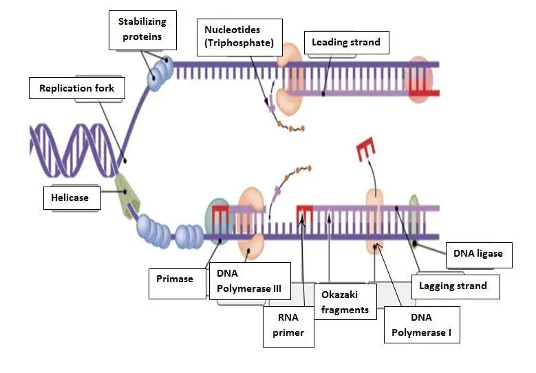 Label the figure to assess your knowledge of DNA replication. Drag the appropriate labels to their respective targets Reset] Help Okazaki fragment DNA polymera ase DNA polymerase Nucleotide Leading strand Replication fork Stabilizing proteins Ligase Primase Helicase Lagging strand RNA primer IIIN